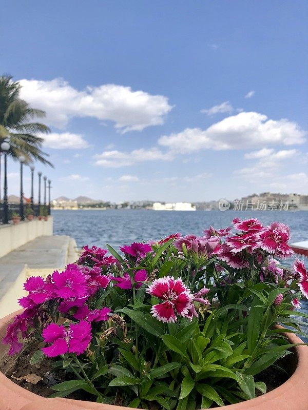 红色和粉红色的石竹花和植物生长在陶土花园花盆，俯瞰Pichola湖码头码头，泰姬陵湖宫殿和热带棕榈树，印度拉贾斯坦邦乌代普尔，盛开的石竹花/高山水池花园